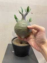 Load image into Gallery viewer, G15126