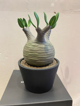 Load image into Gallery viewer, G15126