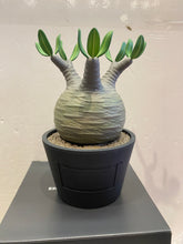 Load image into Gallery viewer, G15126